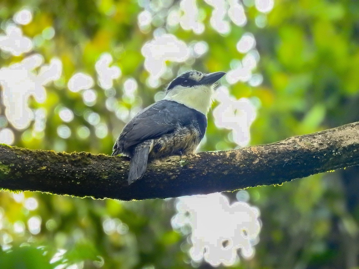 Buff-bellied Puffbird - ML610263204