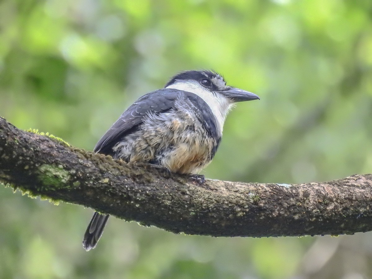 Buff-bellied Puffbird - ML610263205