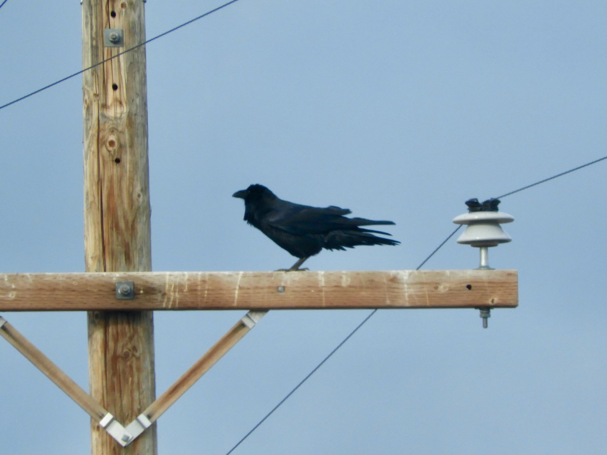 Common Raven - ML610263207