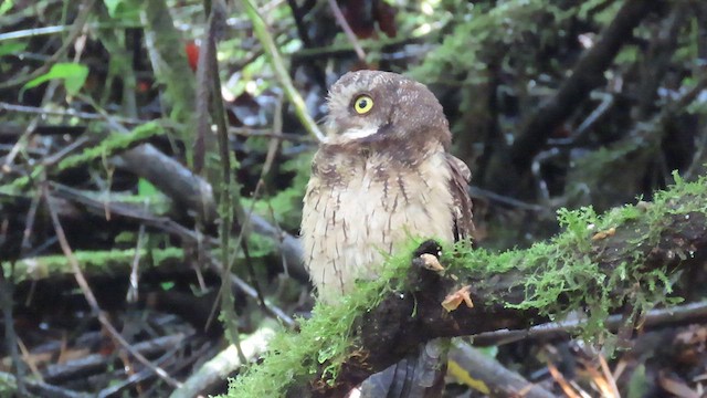 White-throated Screech-Owl - ML610263215