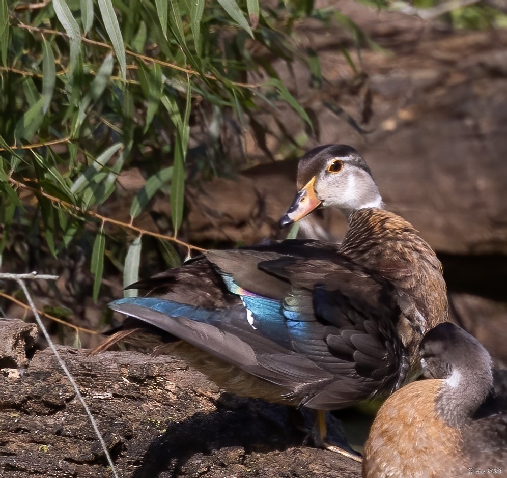 Wood Duck - ML610263262