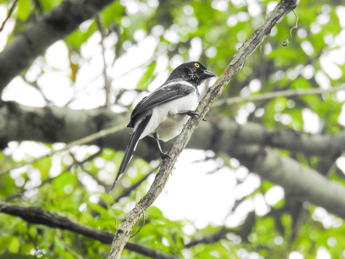 Magpie Tanager - Cristian Torres