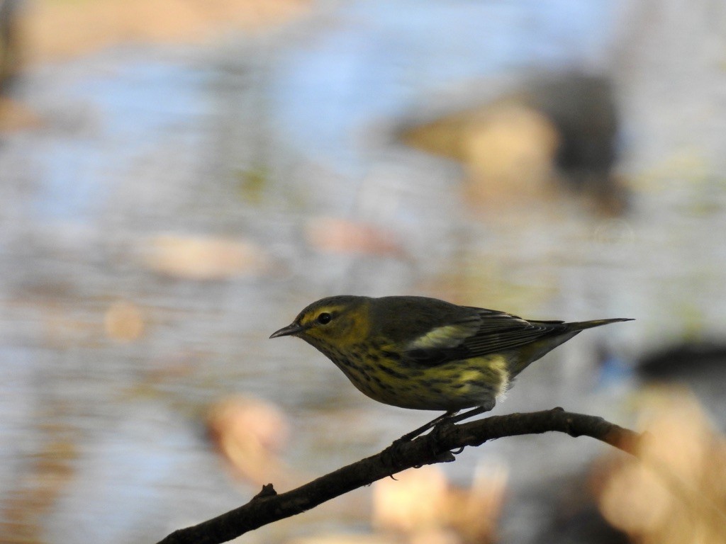 Cape May Warbler - ML610263272