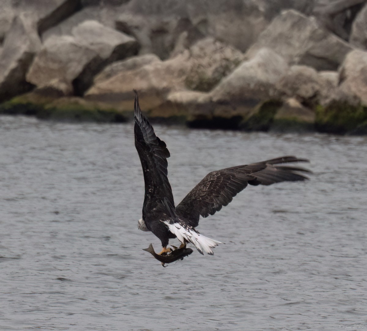 Bald Eagle - ML610263371