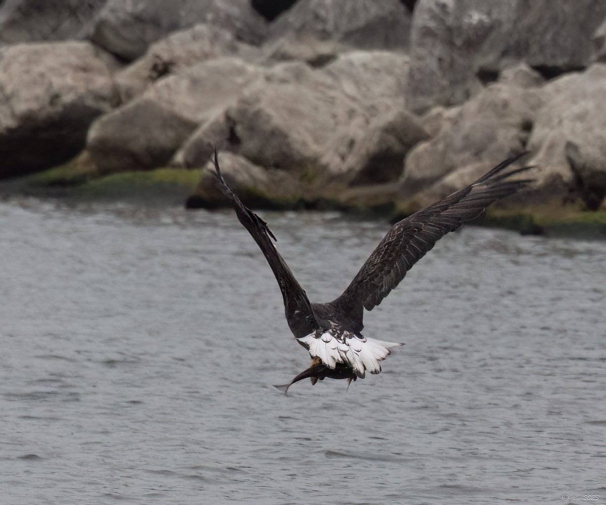 Bald Eagle - Carl & Judi Manning