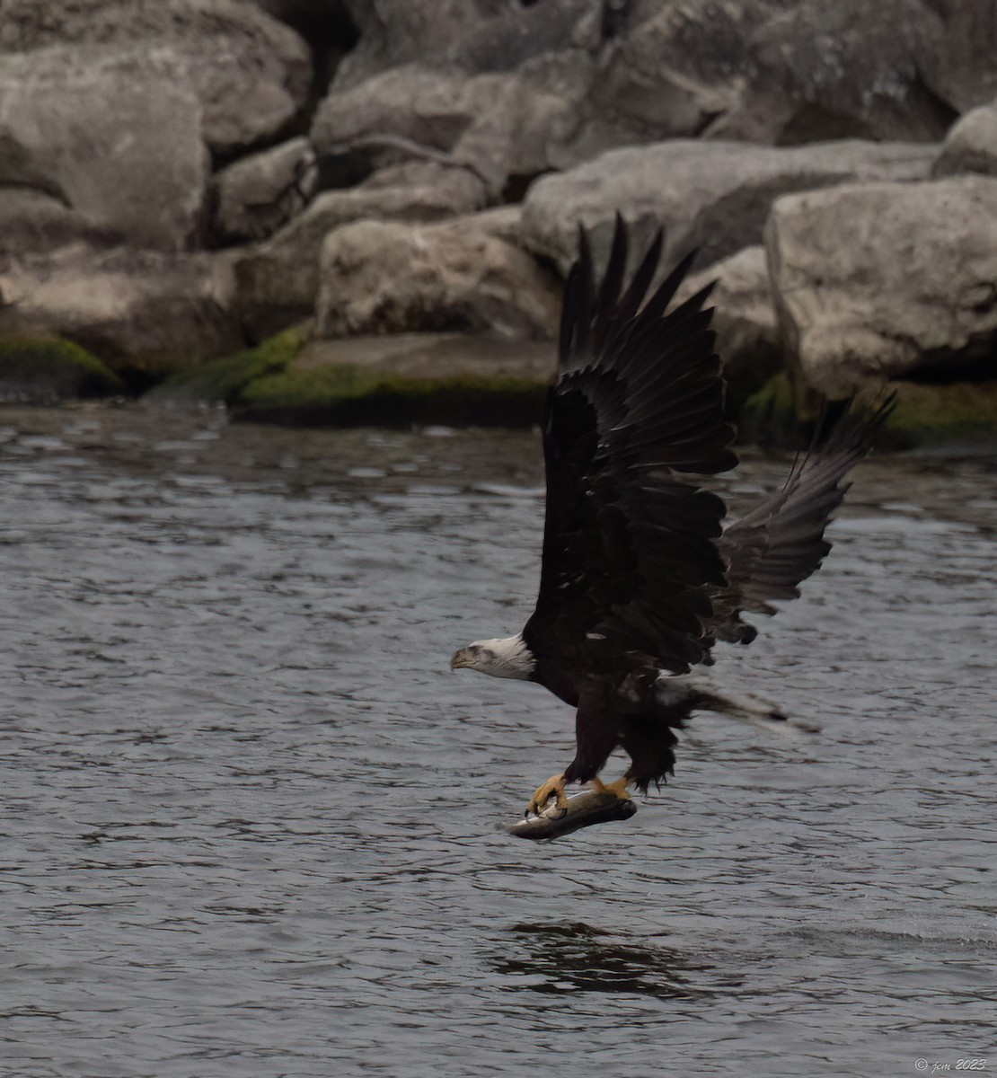 Bald Eagle - ML610263373