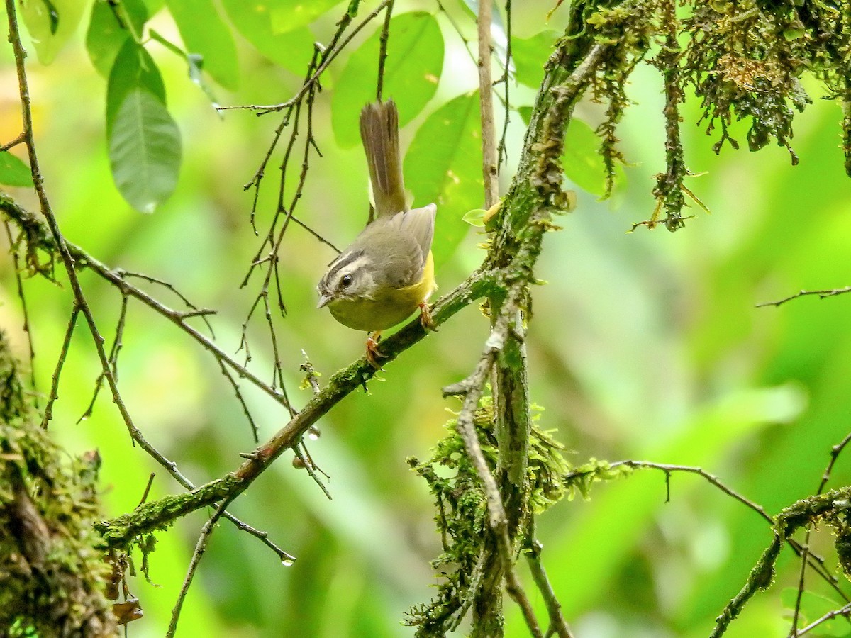 Goldhähnchen-Waldsänger - ML610263386