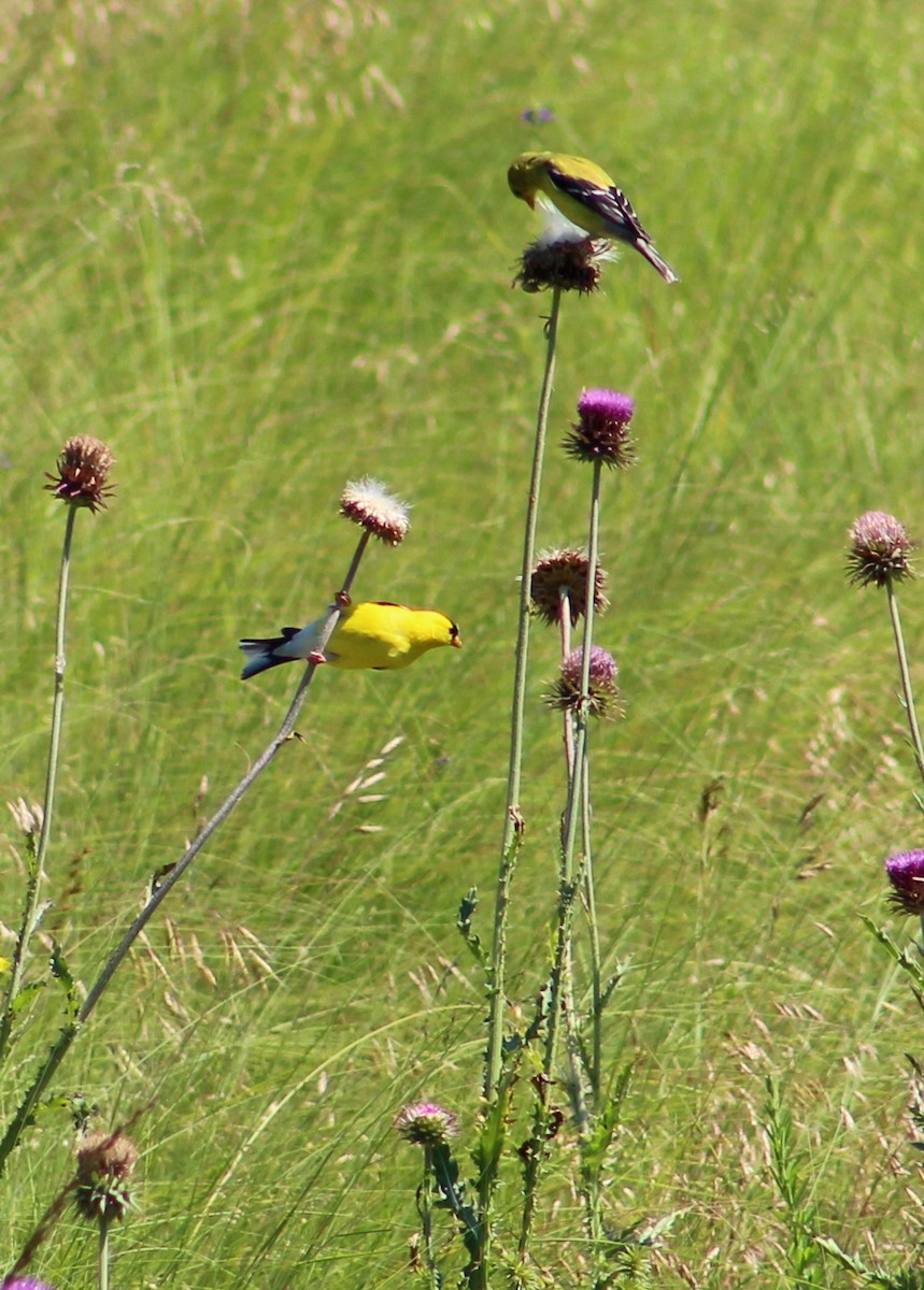 American Goldfinch - ML61026341