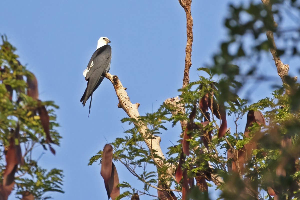 Swallow-tailed Kite - Leonildo Piovesan