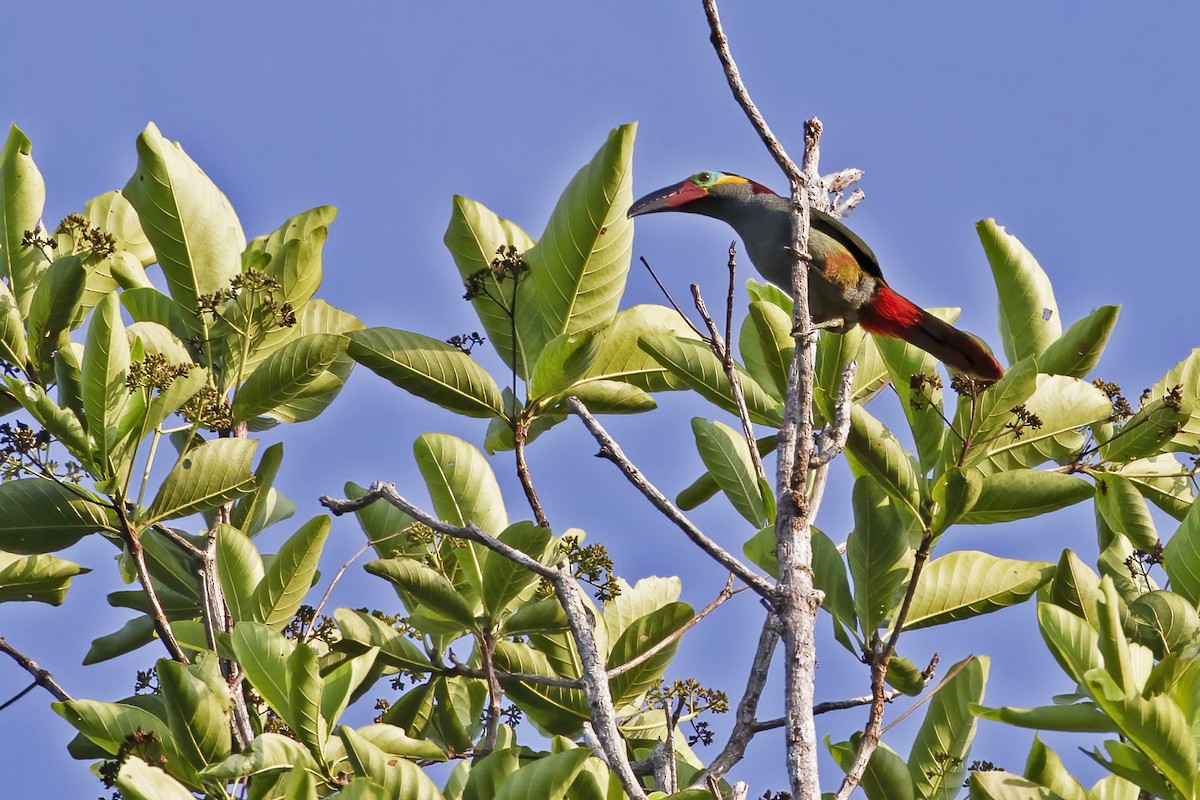 Guianan Toucanet - ML610263461