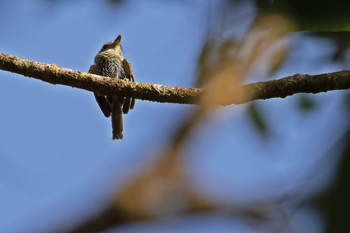 Double-banded Pygmy-Tyrant - ML610263487