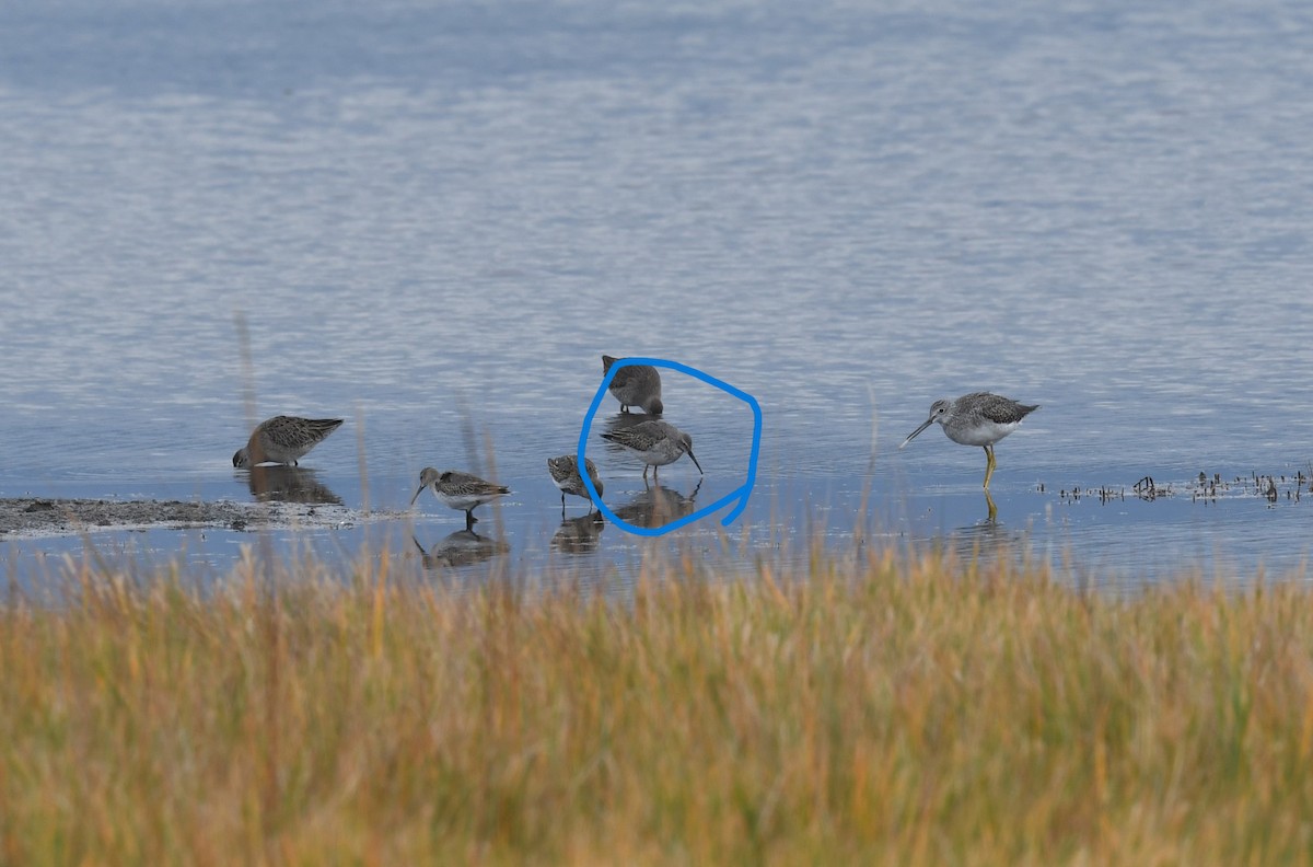 Stilt Sandpiper - ML610263494