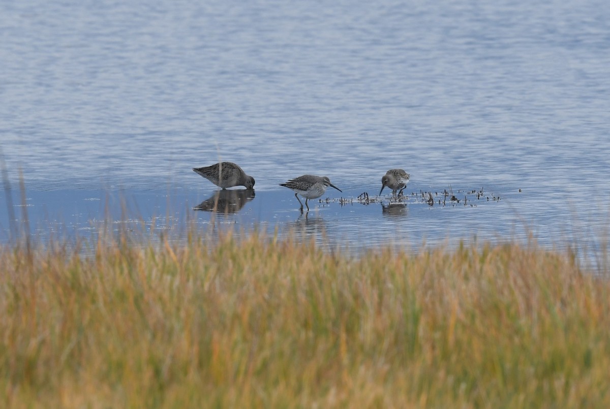 Bindenstrandläufer - ML610263495