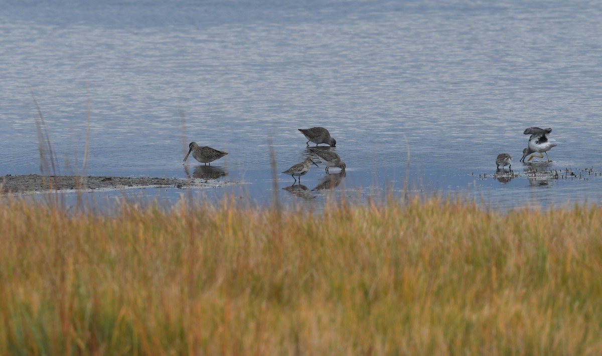 Bindenstrandläufer - ML610263496