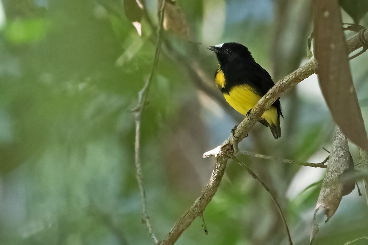 Manakin à front blanc - ML610263526