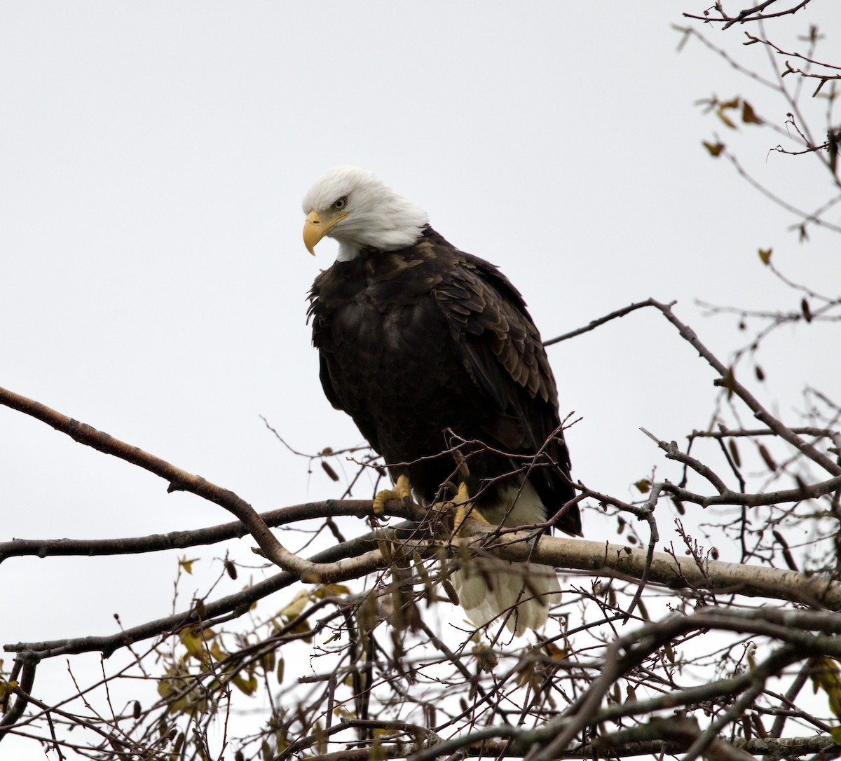 Weißkopf-Seeadler - ML610263544