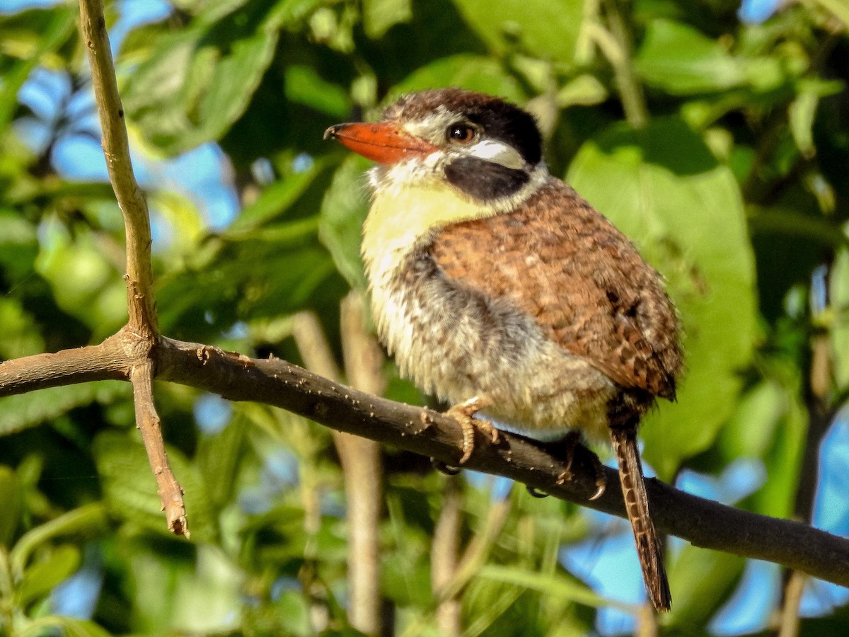 Weißohr-Faulvogel - ML610263594