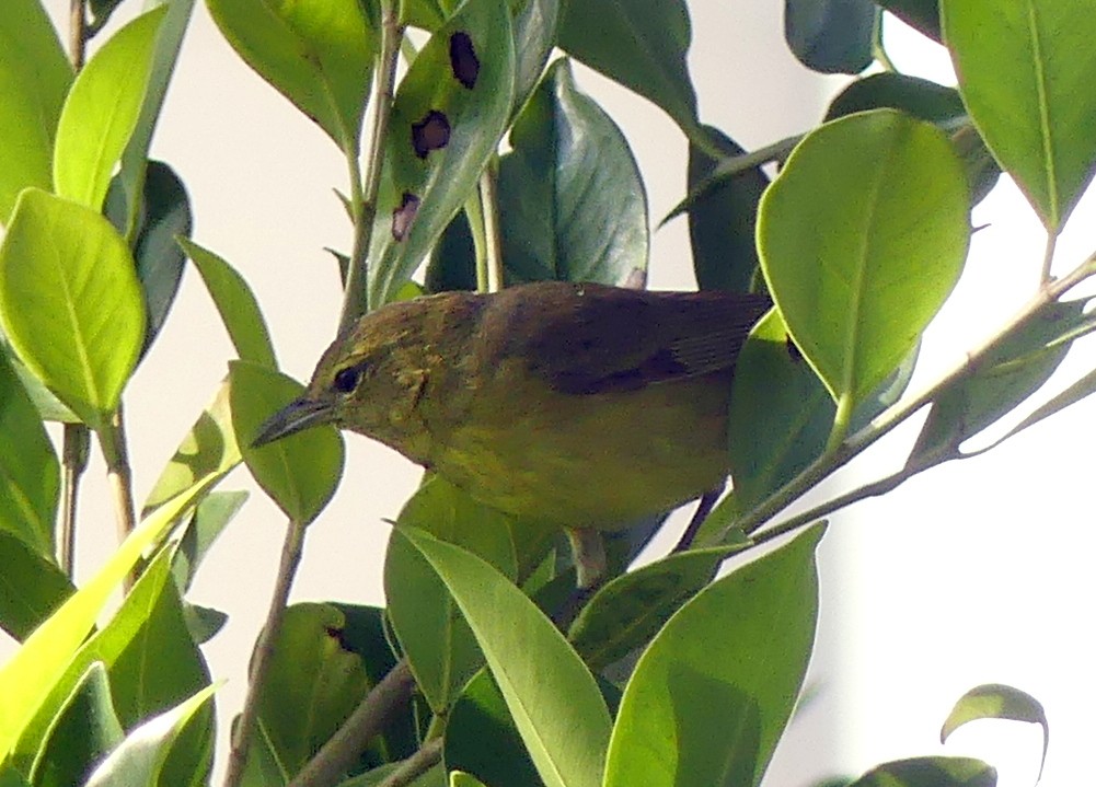 Orange-crowned Warbler - ML610263641