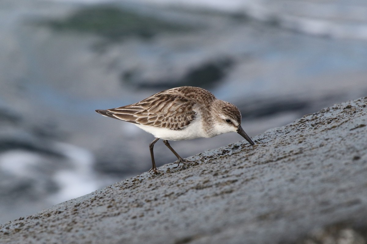 Semipalmated Sandpiper - Sean McCandless