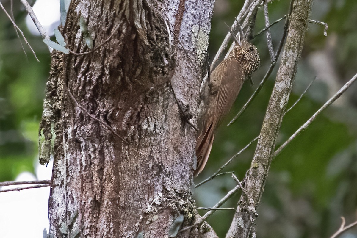 Buff-throated Woodcreeper - ML610263674