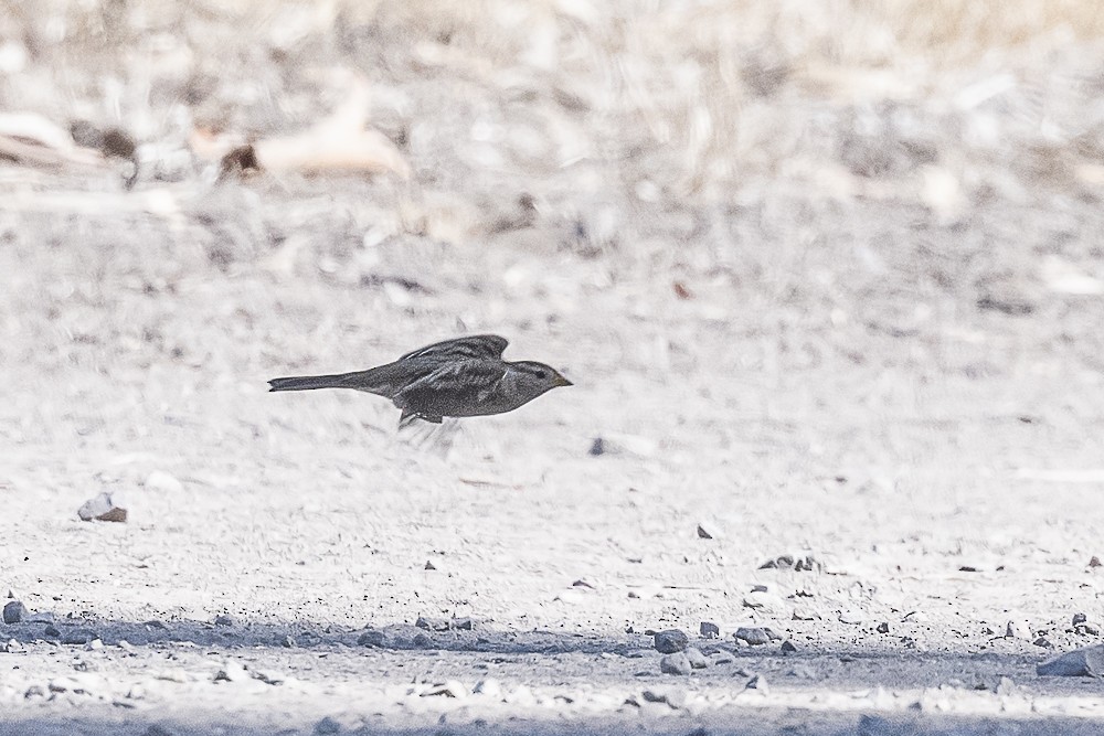 White-crowned Sparrow - ML610263731