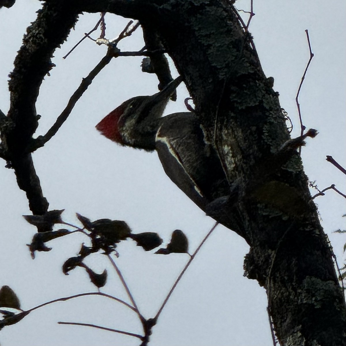 Pileated Woodpecker - ML610263759