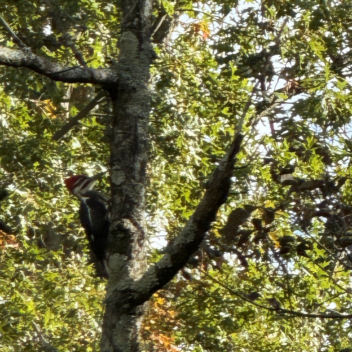 Pileated Woodpecker - ML610263760