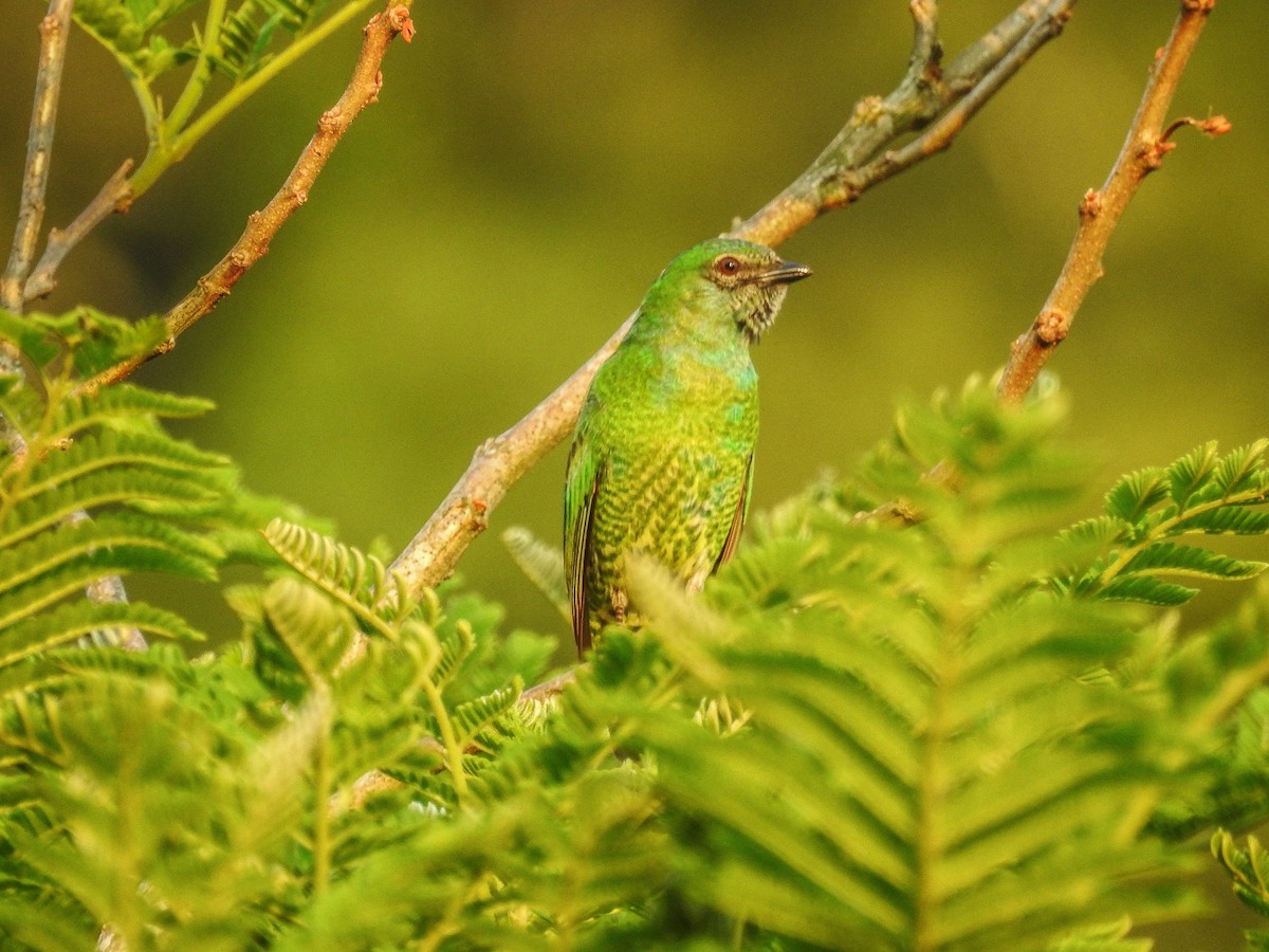 Swallow Tanager - Cristian Torres