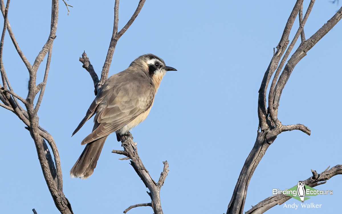 Black-eared Cuckoo - Andy Walker - Birding Ecotours