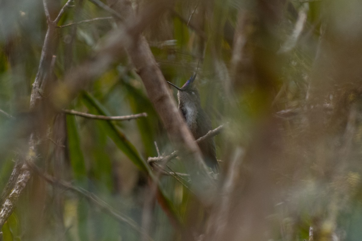 Purple-crowned Plovercrest - Leonam Torre