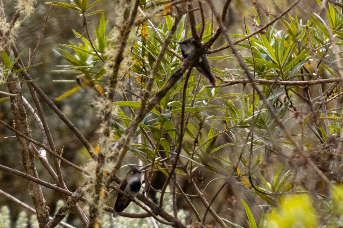 Purple-crowned Plovercrest - ML610264230