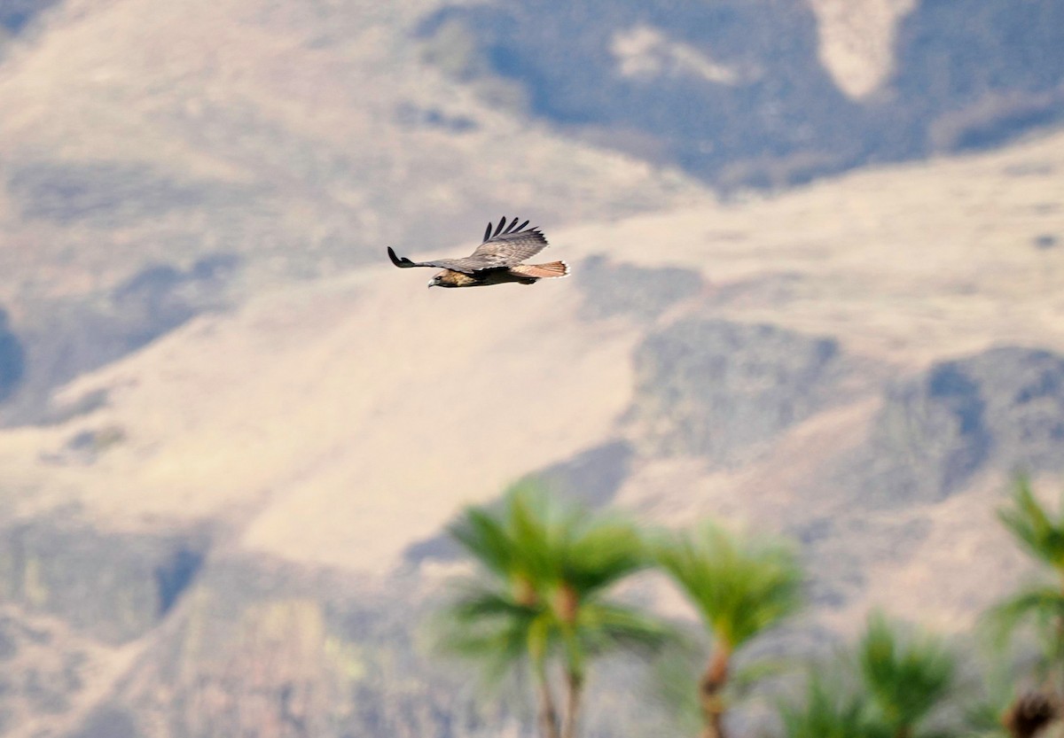 Red-tailed Hawk - ML610264299