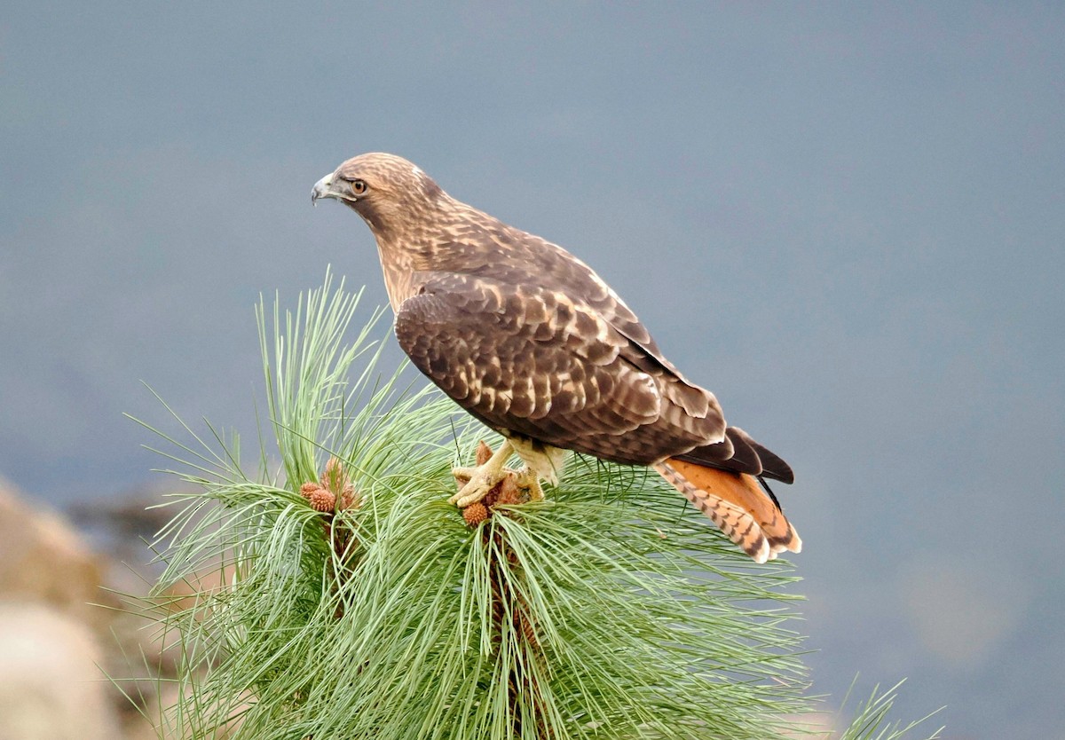 Red-tailed Hawk - ML610264300
