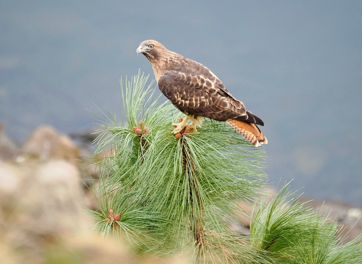Red-tailed Hawk - ML610264301
