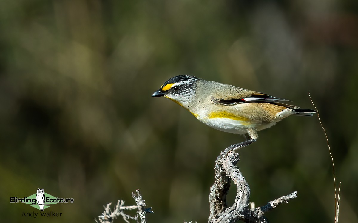 Striated Pardalote - Andy Walker - Birding Ecotours