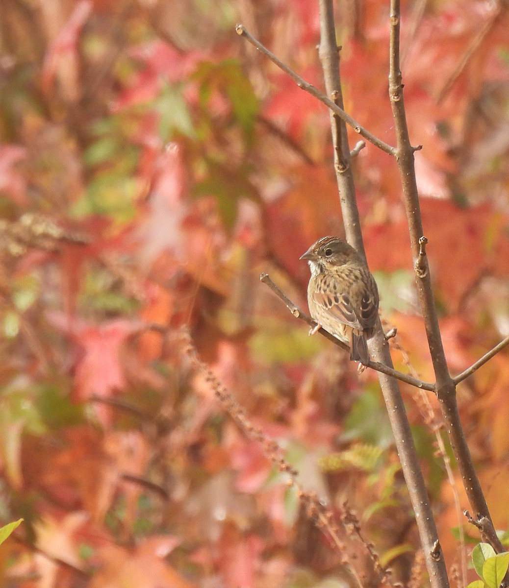 Lincoln's Sparrow - ML610264495