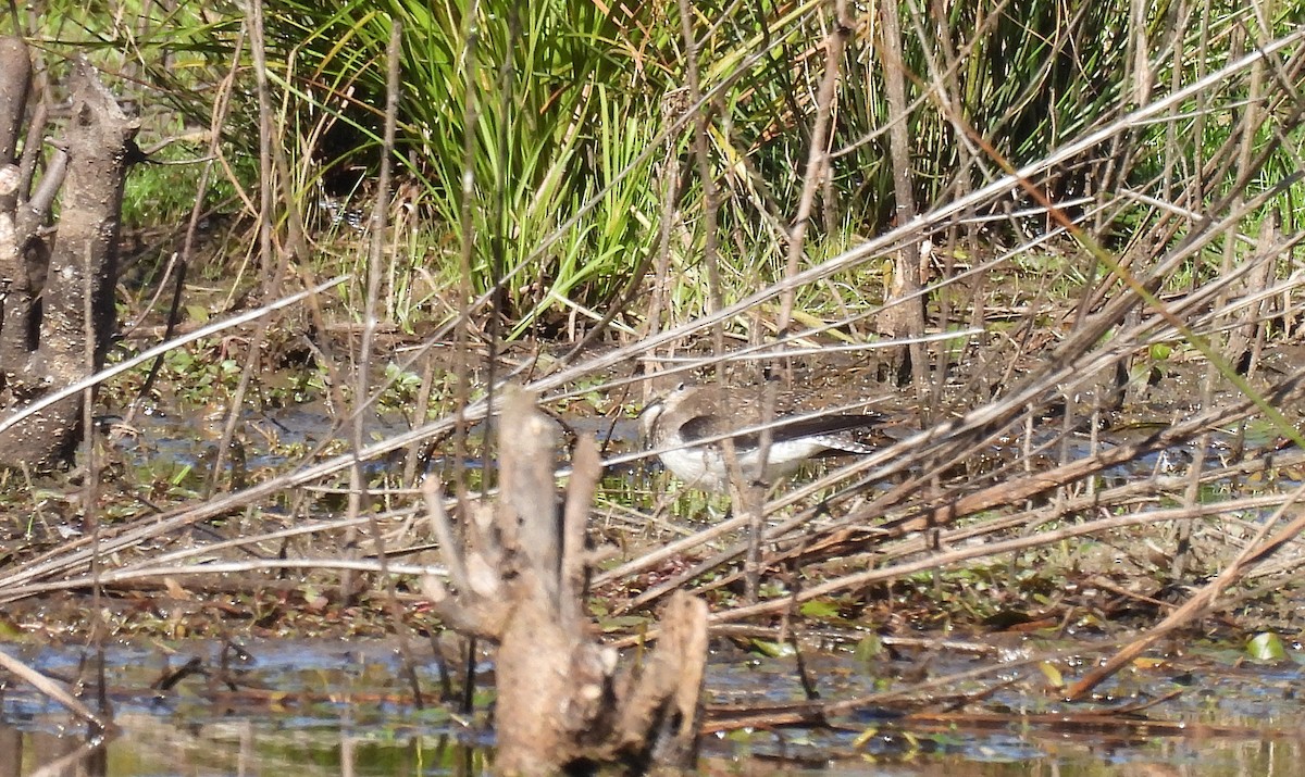 Solitary Sandpiper - ML610264552