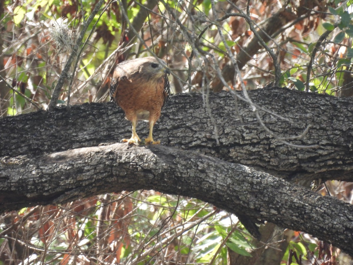 Red-shouldered Hawk - ML610264628