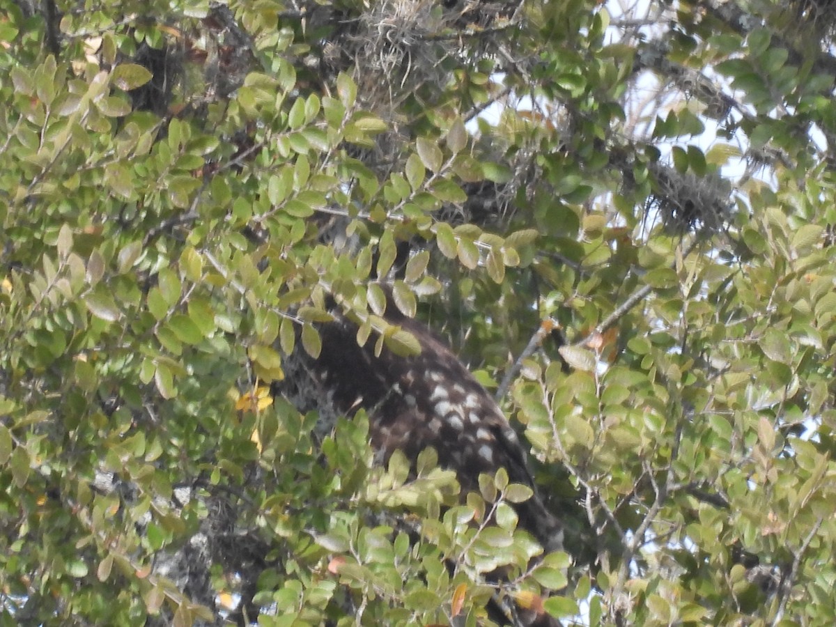 Red-tailed Hawk - ML610264646