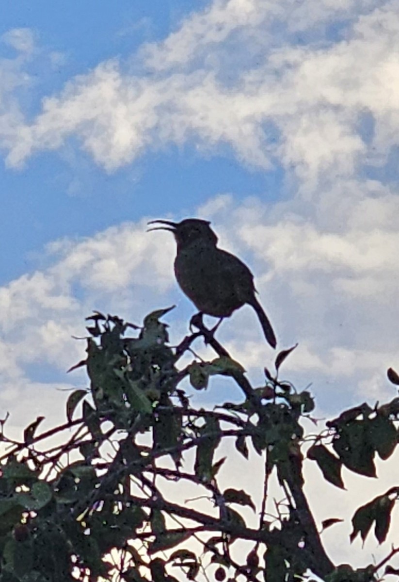 California Thrasher - ML610264647