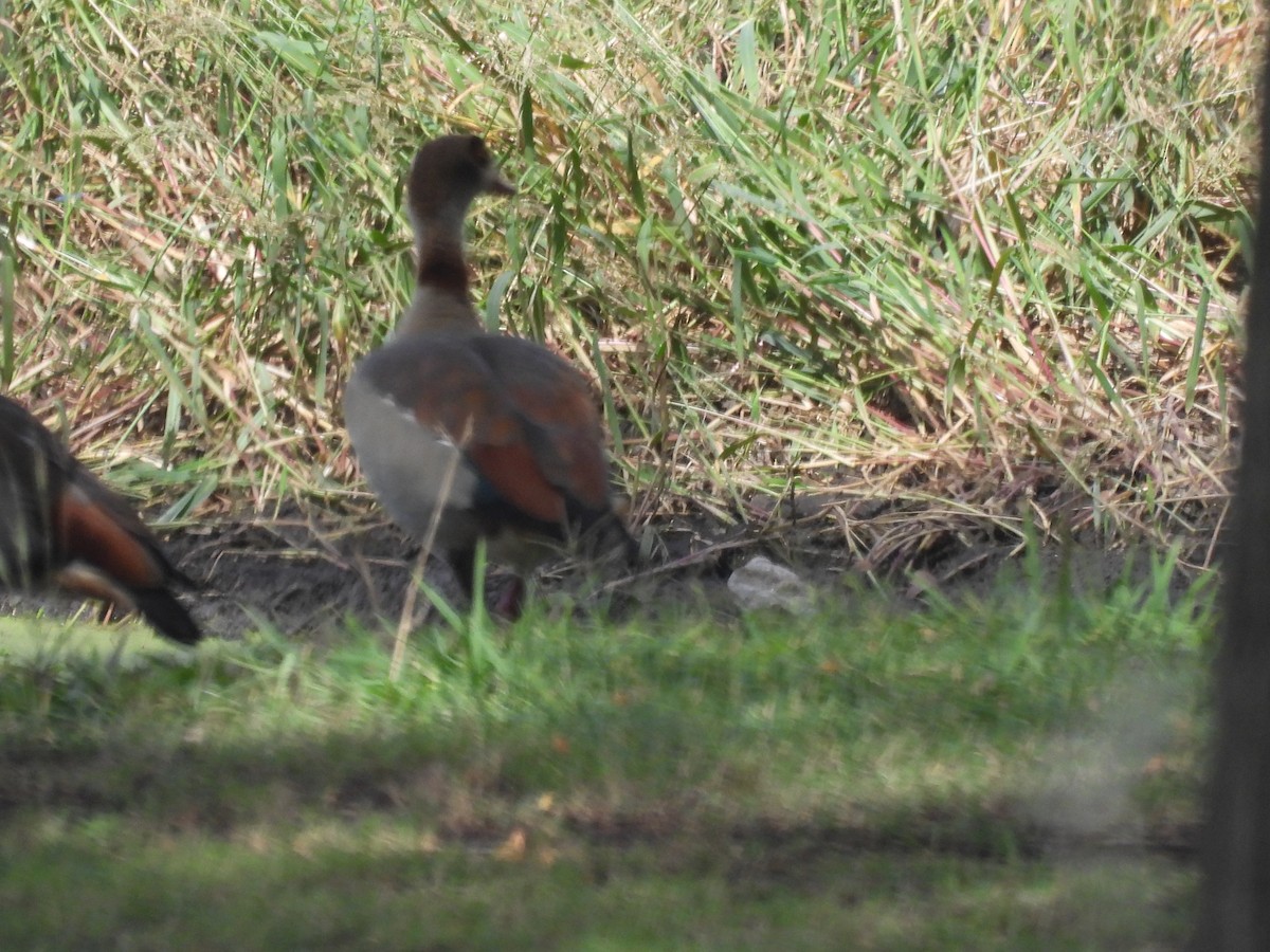 Egyptian Goose - ML610264701