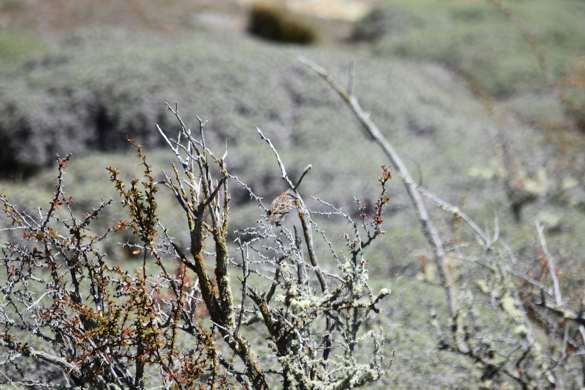 Rufous-collared Sparrow - ML610264948