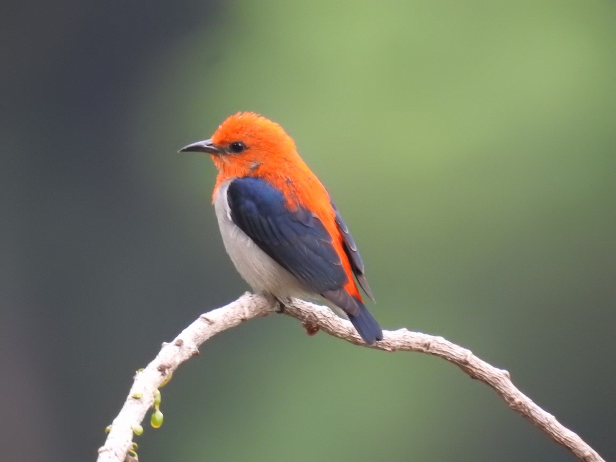 Scarlet-headed Flowerpecker - ML610264960