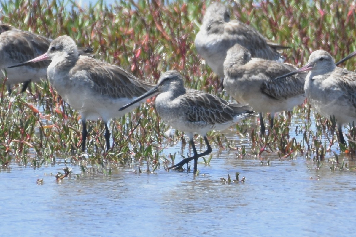 Asian Dowitcher - ML610264973
