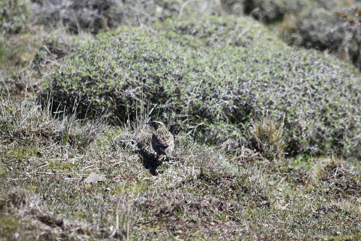 Long-tailed Meadowlark - ML610264980