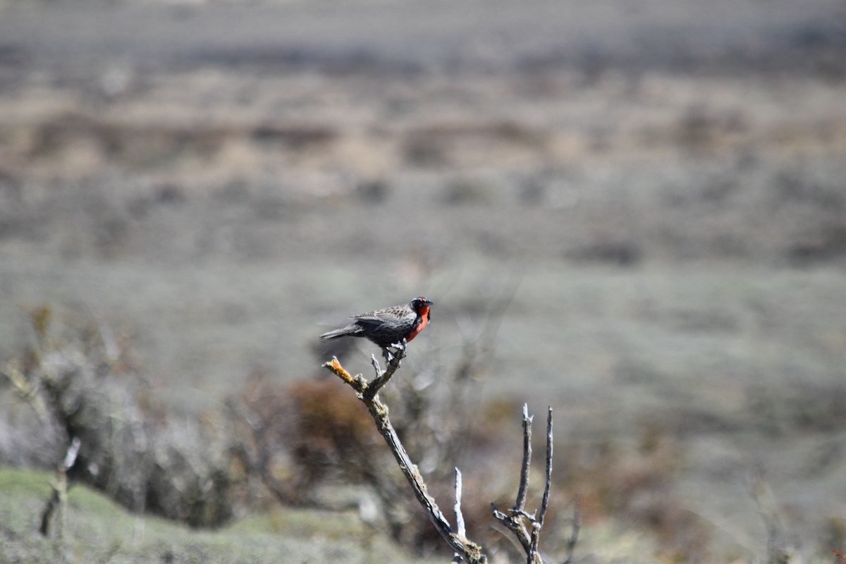 Long-tailed Meadowlark - ML610265011