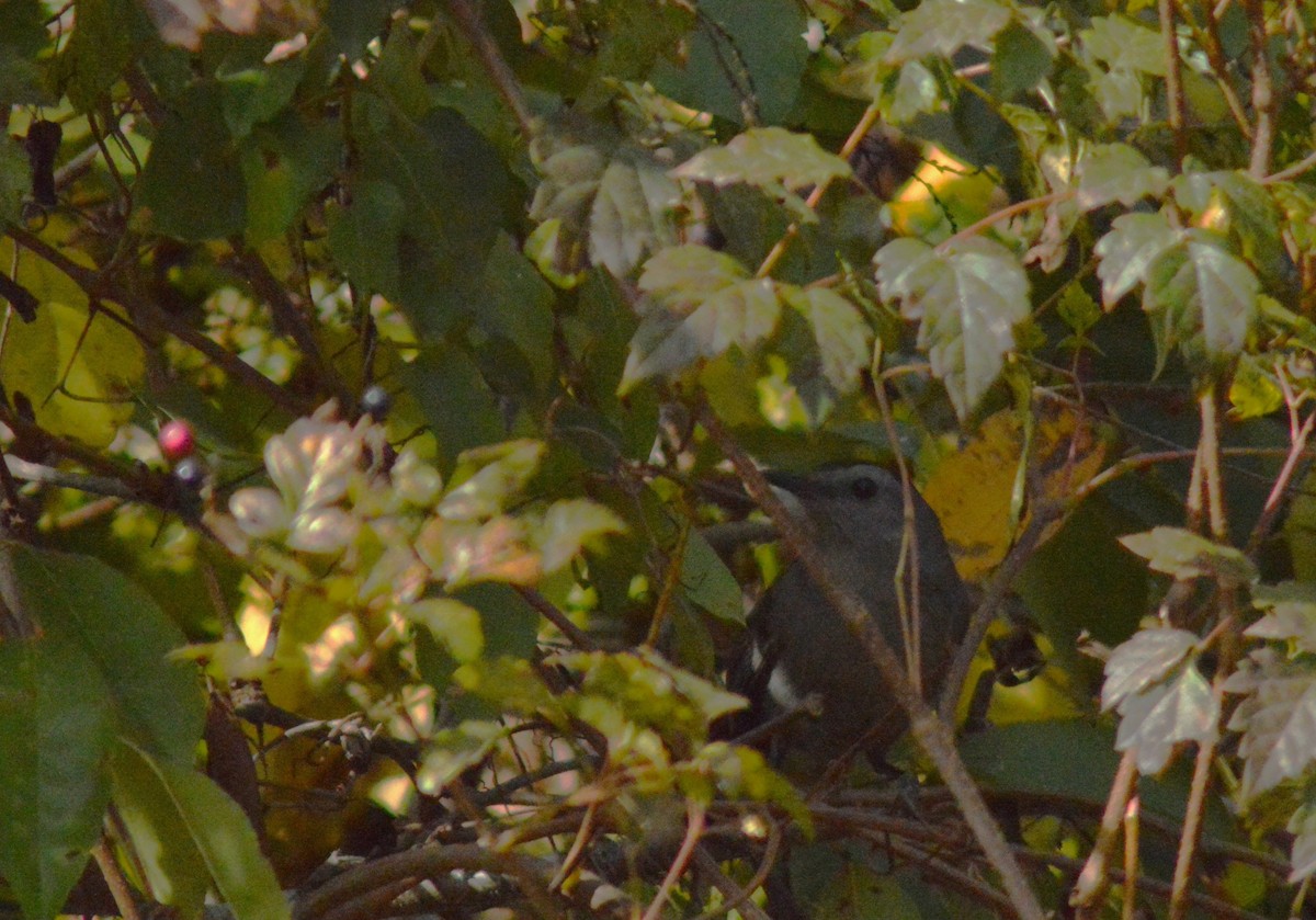 Gray Catbird - Ryan Pudwell