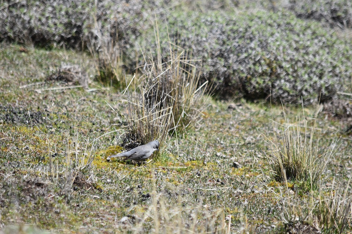 Diuca Finch - ML610265053