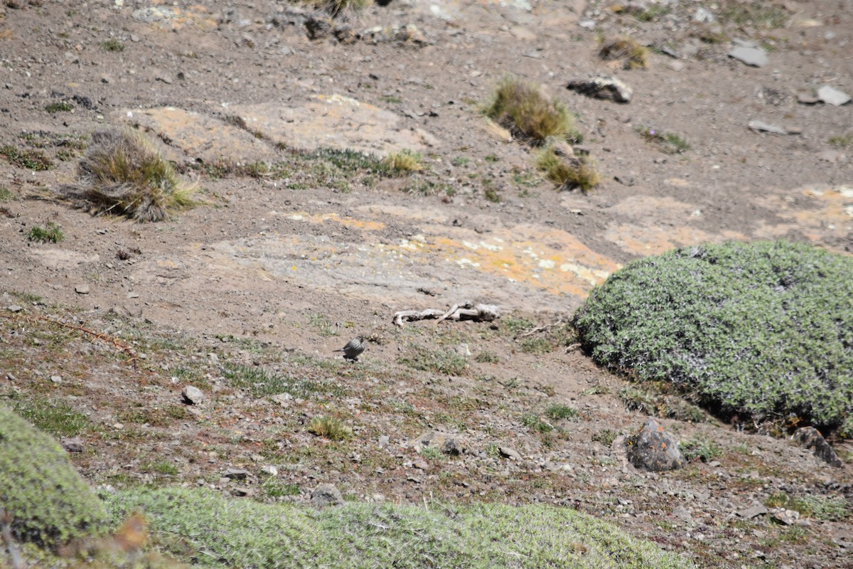 Plumbeous Sierra Finch - ML610265093