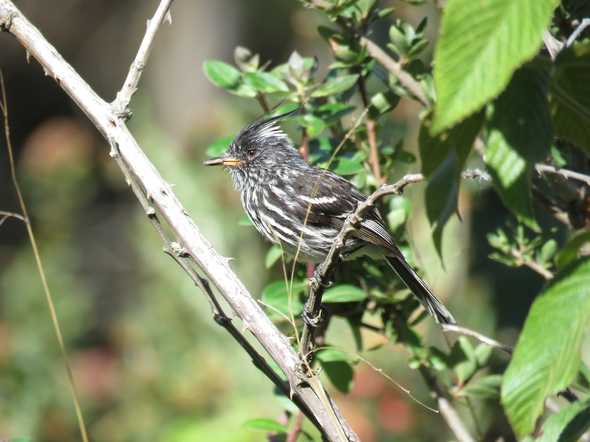 Black-crested Tit-Tyrant - Manuel Roncal